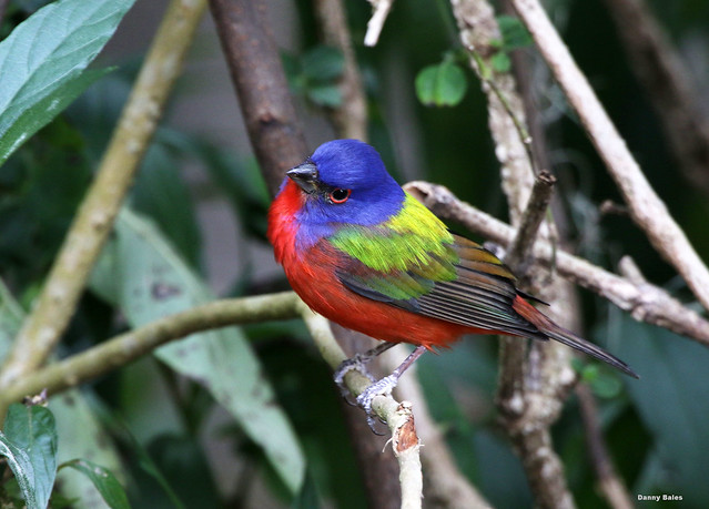 PAINTED BUNTING - 3-8-20 - 6560 - EXPLORE