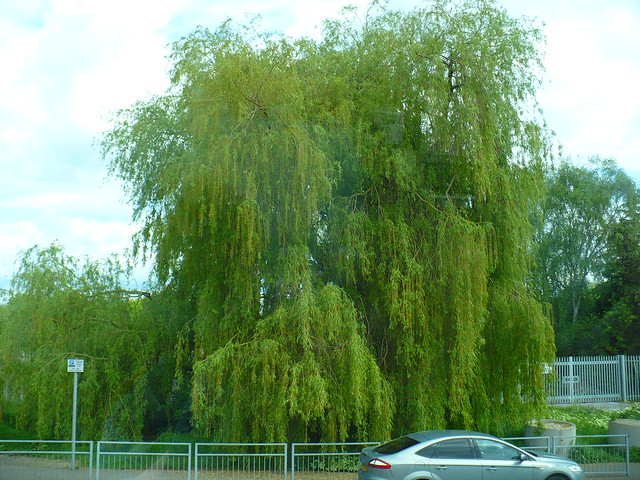Weeping willow in Uxbridge