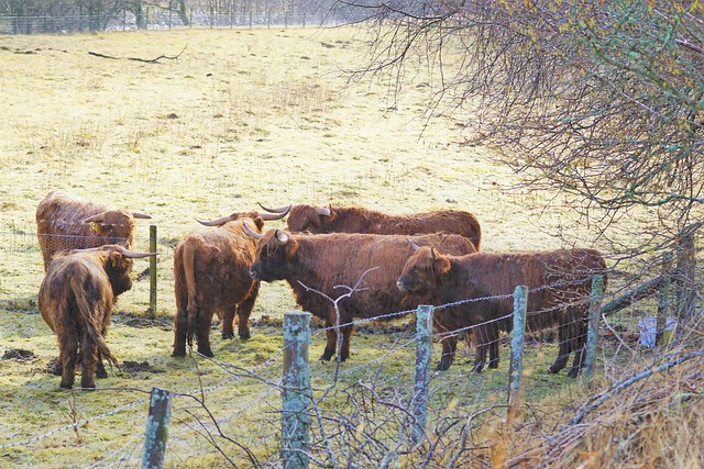 Highland cows.