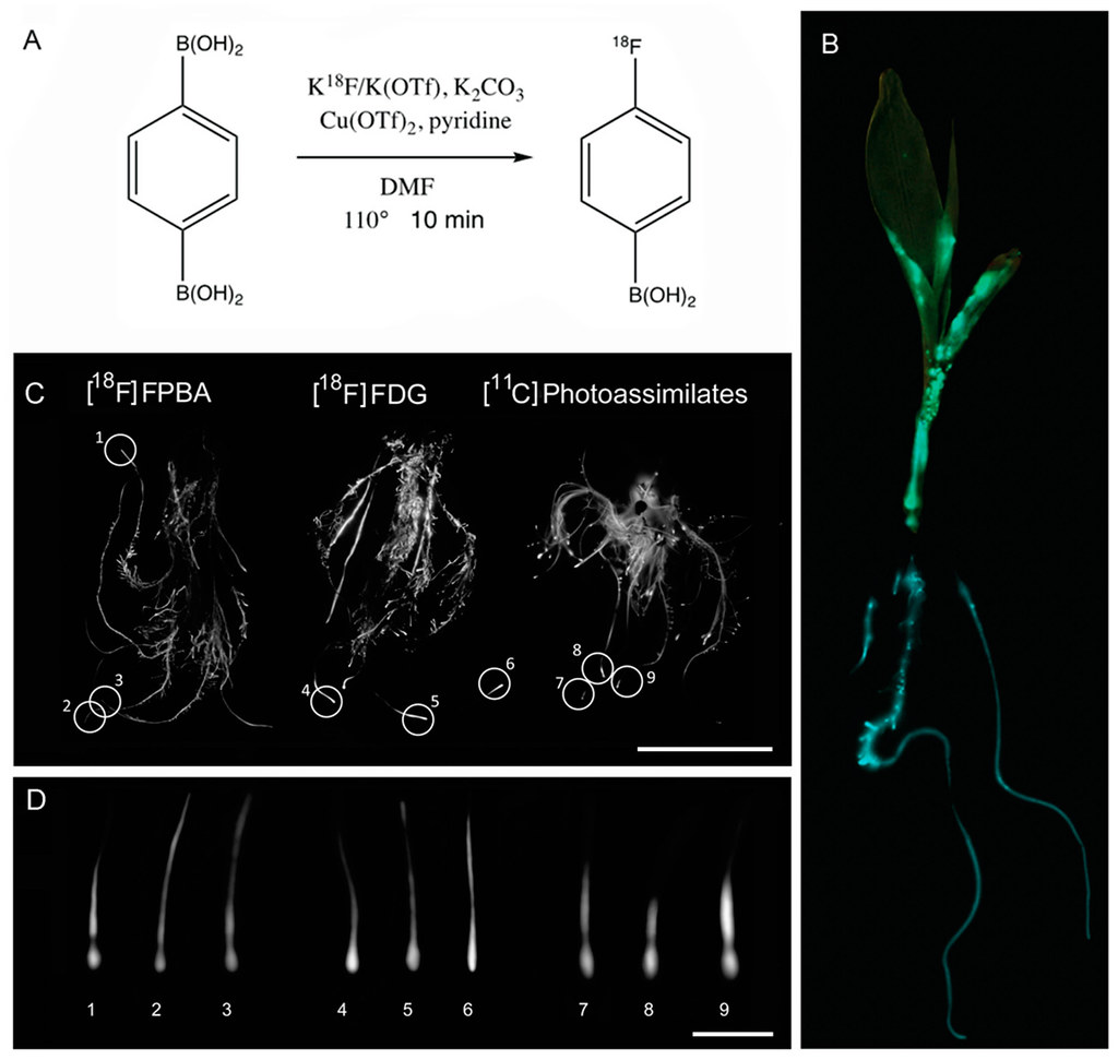 Assessment of a 18F-Phenylboronic Acid Radiotracer for Imaging Boron in Maize