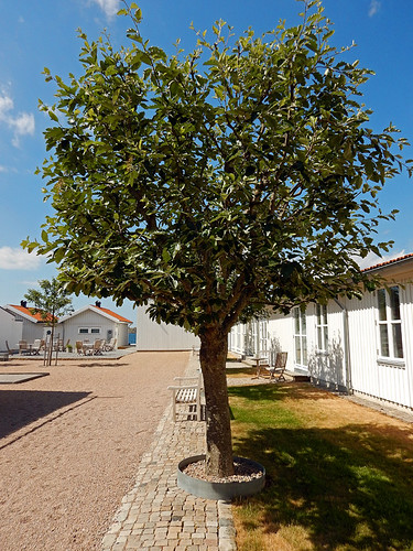 Tree in holiday village in Fiskebackskil harbour on Bohuslan Coast of Sweden
