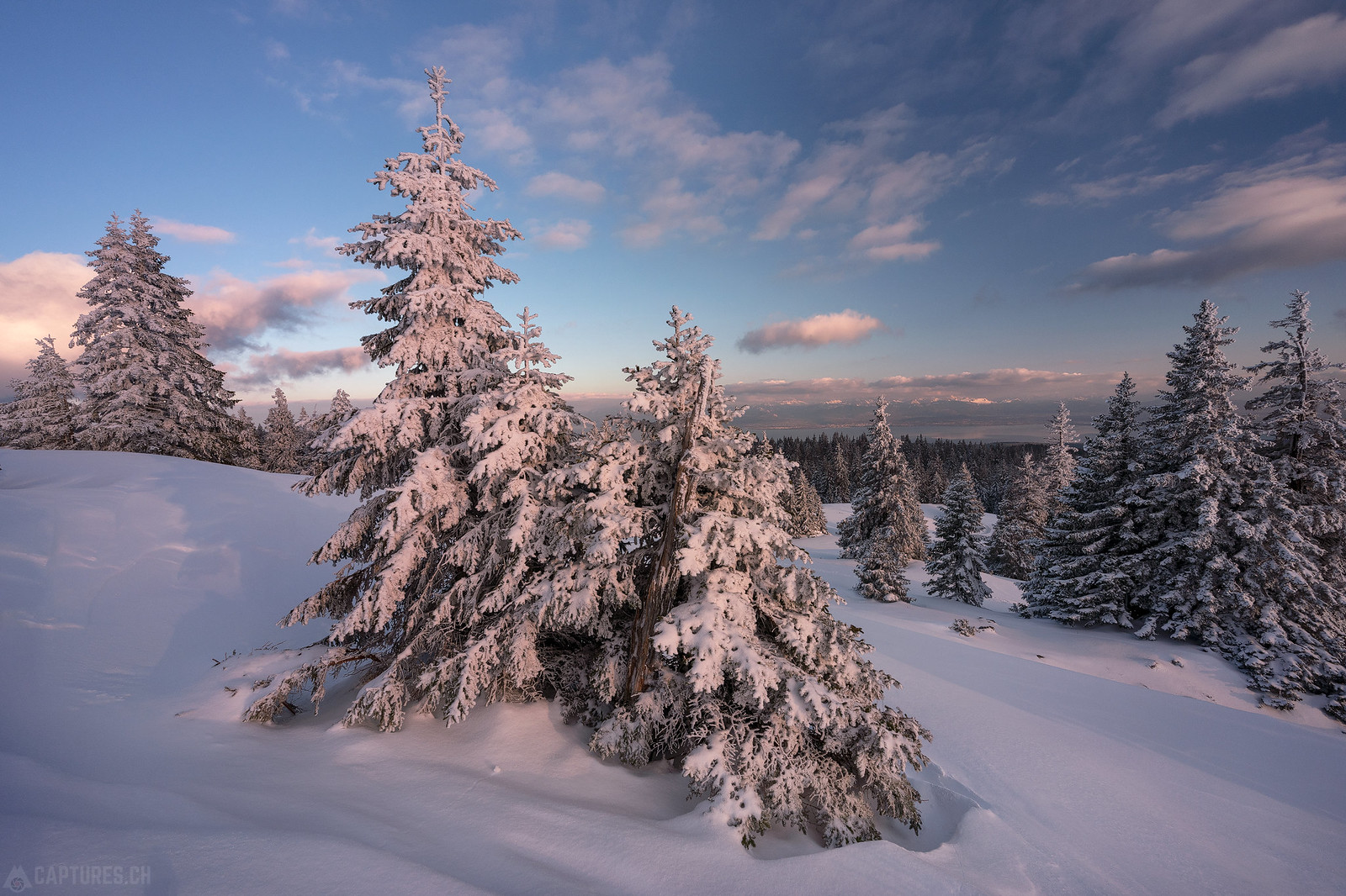 Snow trees - Cunay
