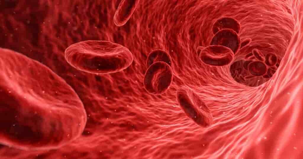 une-nouvelle-méthode-pour-créer-des-vaisseaux-sanguins