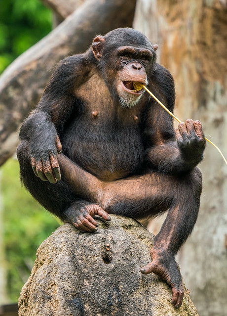 Smart Chimpanzee