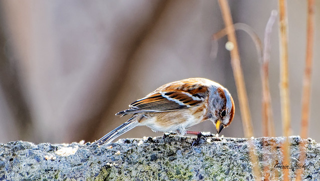 Bruant hudsonien - American Tree Sparrow - Spizelloides arborea