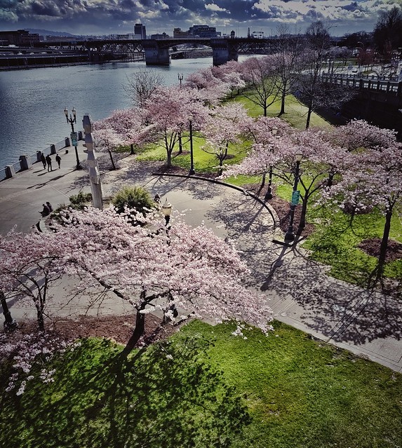 Cherry Blossoms Down by the Riverside