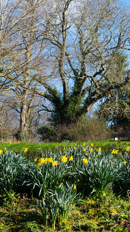 Daffodils, Donington and Albrighton LNR