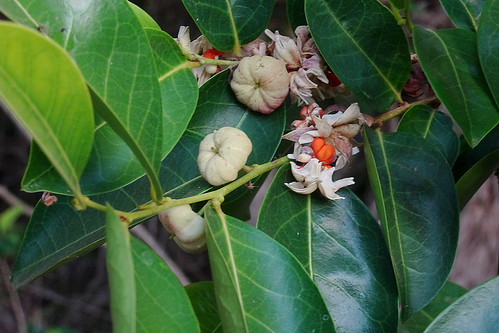 Fruiting 'Cheese tree' (Glochidion ferdinandi ) | Rather loo… | Flickr