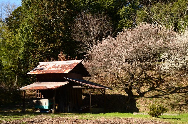Apricot tree & old shed