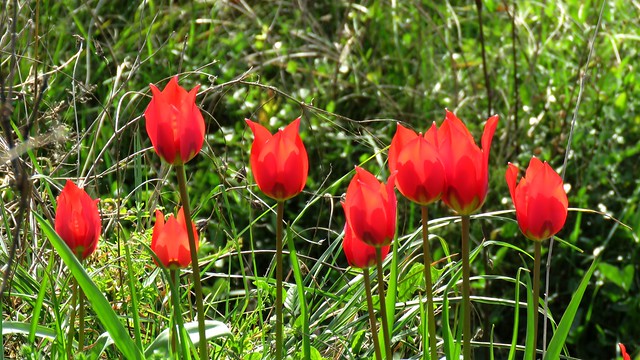 Tulipes sauvages