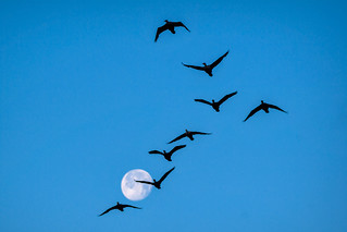 A flock of cormorants in flight formation with the Waning Gibbous moon in the early morning hours at Ten Thousand Islands National Wildlife Refuge near Naples, Florida