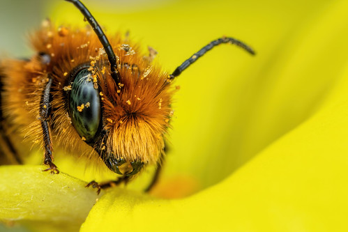 Newly Emerged Blue Mason Bee III [6000x4000] [OC]