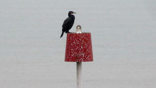 Sea crow
