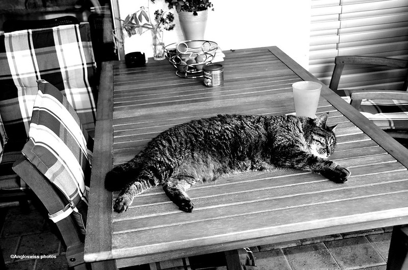 Tabby relaxing on the table on the porch1