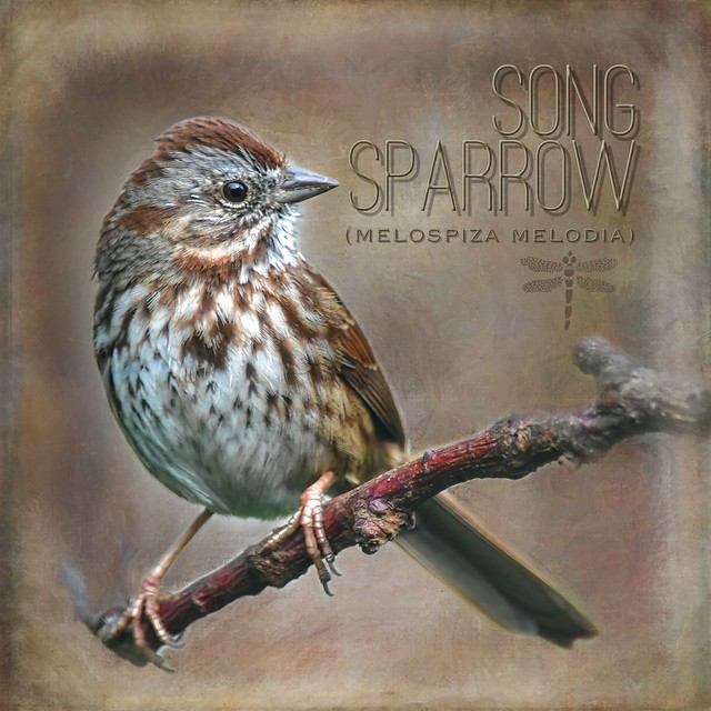song sparrow (Melospiza melodia) . . .