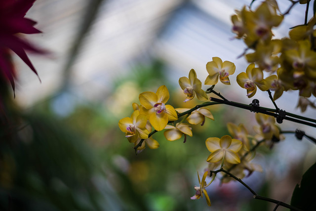 Kew Orchid show