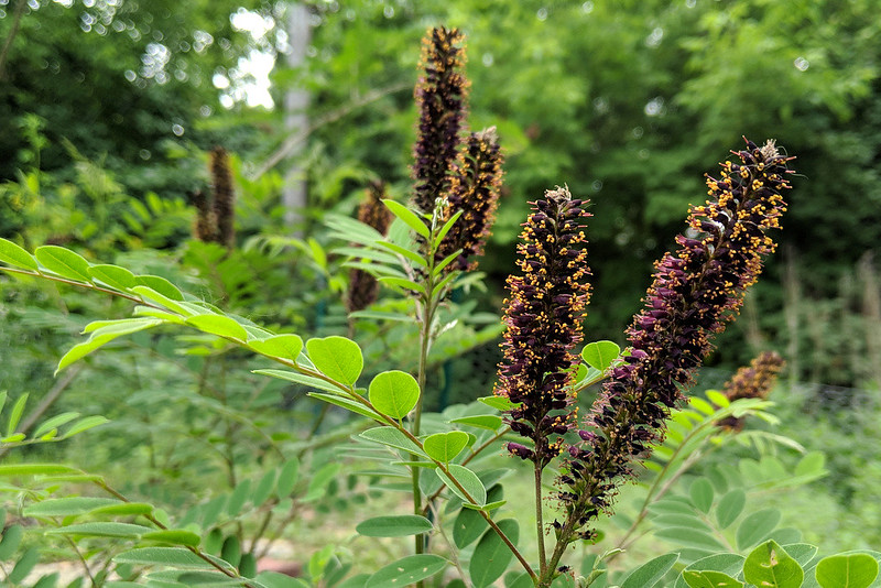 shrubby plant with a half-dozen purple spikes of flowers with orange pollen
