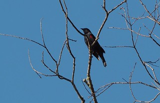 Red-winged Blackbird, Agelaius phoeniceus | Santa Cruz Co. C… | Flickr