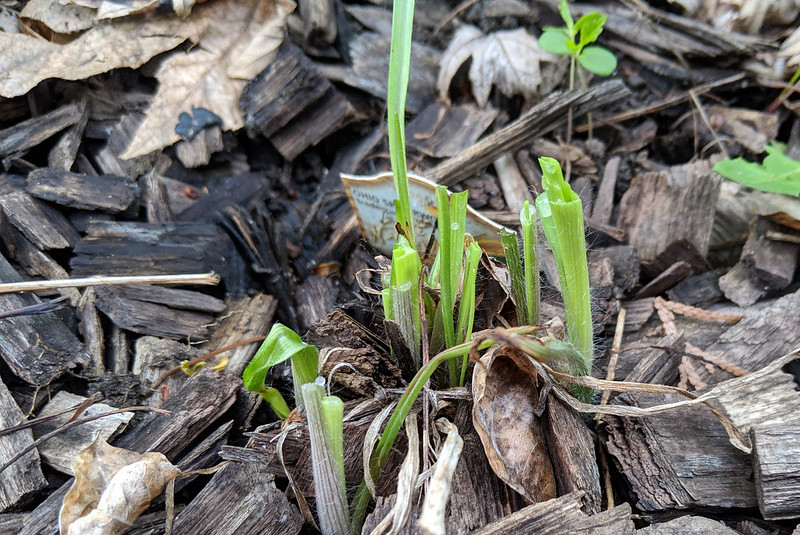about a dozen green stems that appear to have been cut at about 2 inches above the ground