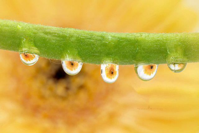 Caught in droplets ...