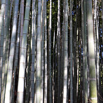 Arashiyama Bamboo Grove