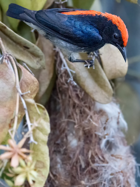 Scarlet-backed Flowerpecker - Failed Nesting