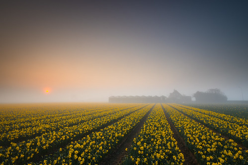 sassenheim zuidholland netherlands holland dutch nederland bollenstreek field narcissus mist sunrise village rural farm agriculture