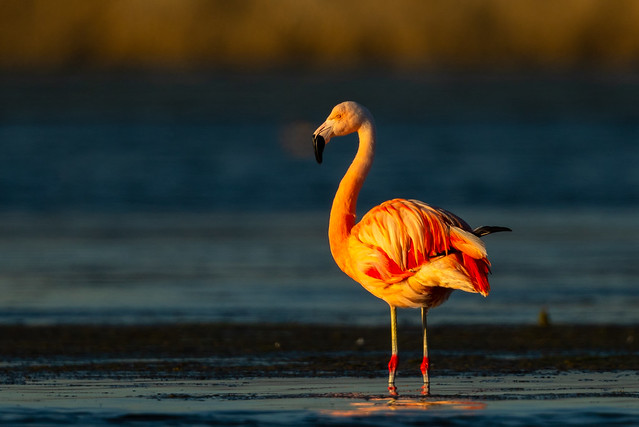 Chilean Flamingo in Sunset (X02_0858-1)