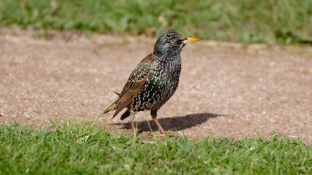 a Starling