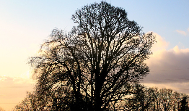 A Welsh Tree