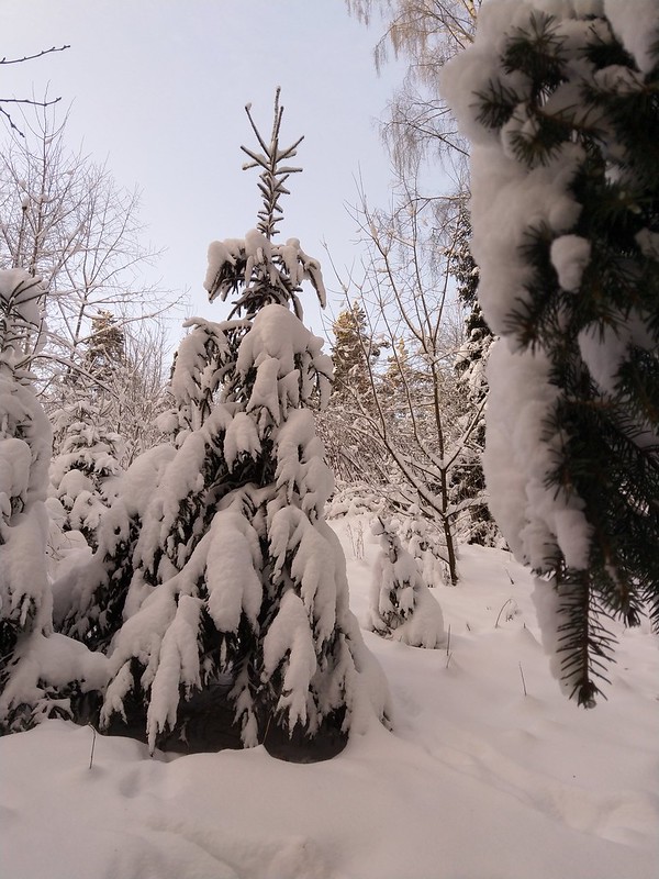 Talvimaisema Suomi