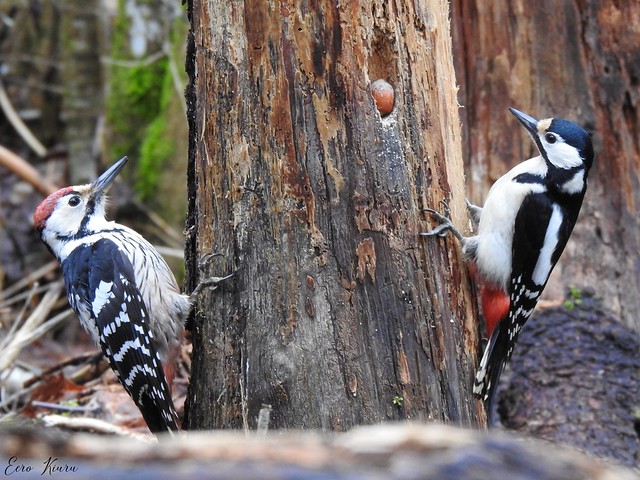 White-backed Woodpecker and Great Spotted Woodpecker.
