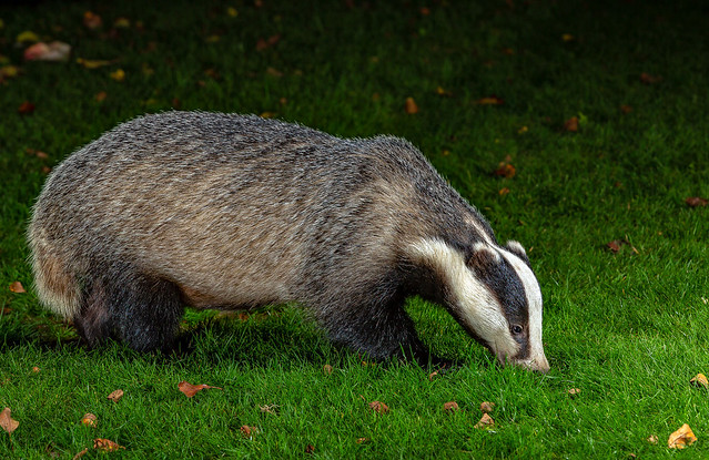 European Badger.