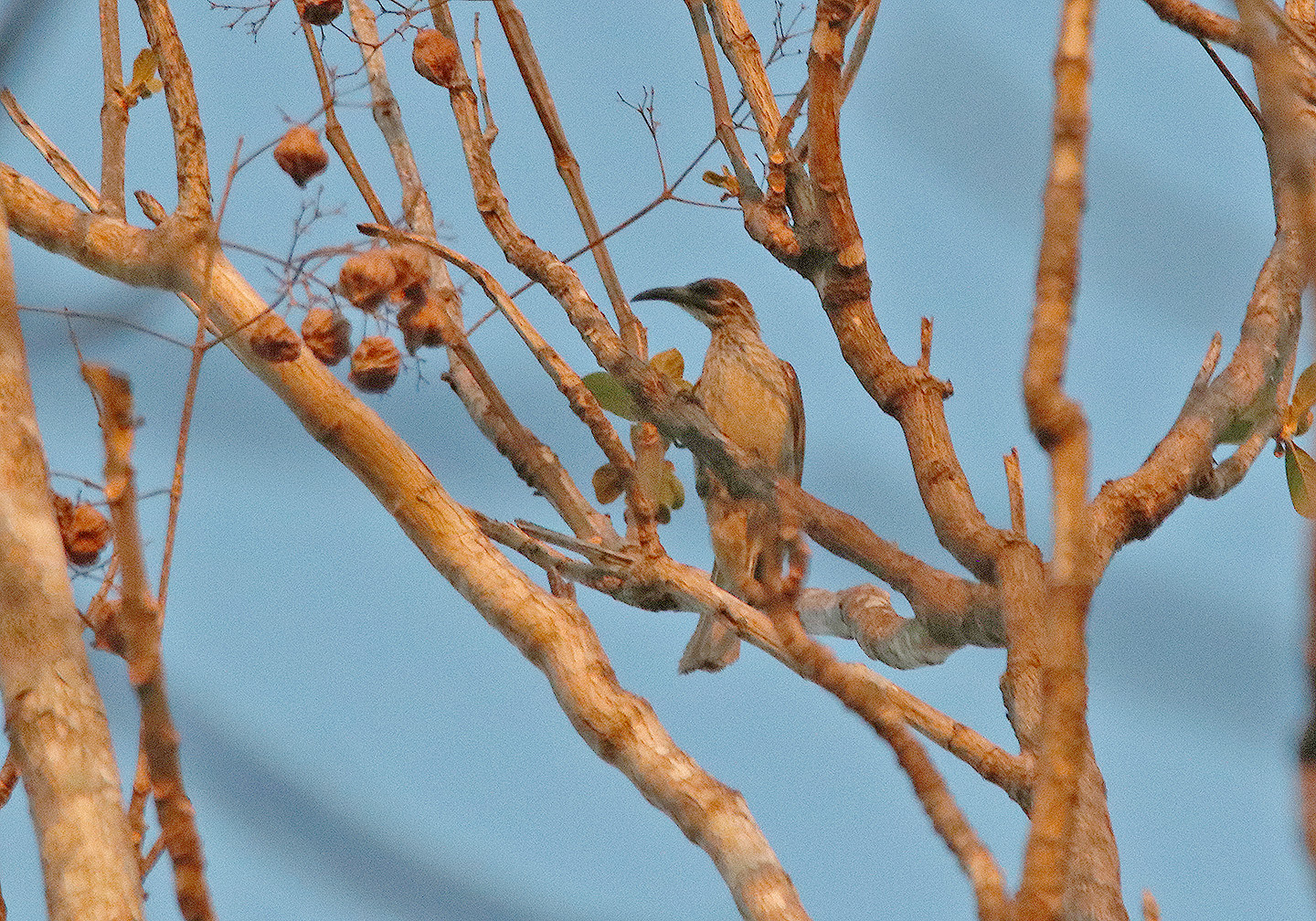 Timor Friarbird