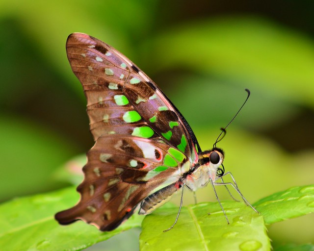 Tailed Jay butterfly in Singapore