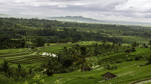 bali places indonesia jatiluwih rice terraces fields landscape travel