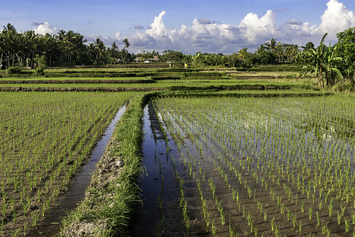 bali places ubud rice terraces field indonesia landscape travel