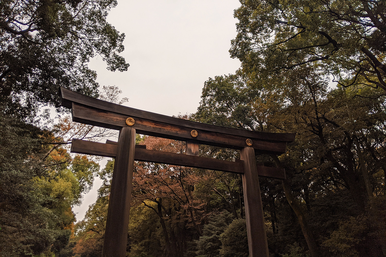 08japan-tokyo-meijijingu-shrine-torii-travel