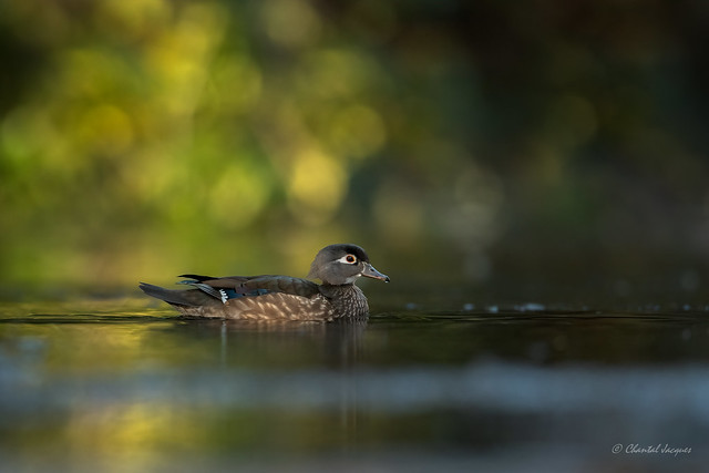 More Signs of Spring - Wood Duck (Hen)