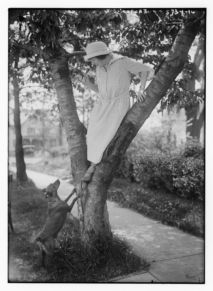 Easton [playing with dog in tree] (LOC)