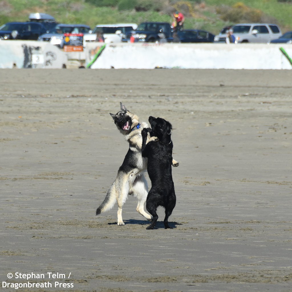DSC_0271_Beach dogs having a blast