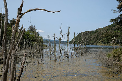 8-275 Lake Rotomahana