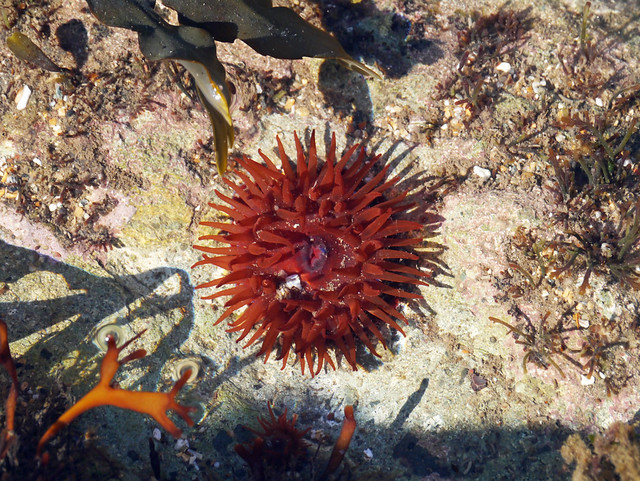 Beadlet anemone (Actinia equina), Leckmoram Ness