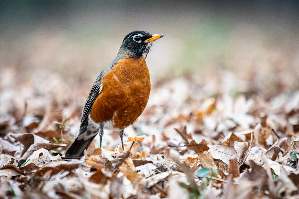 Robbin Spring Spring robin | First rule for nature photography -- get at e… | Flickr