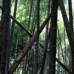 Bamboo Crossing