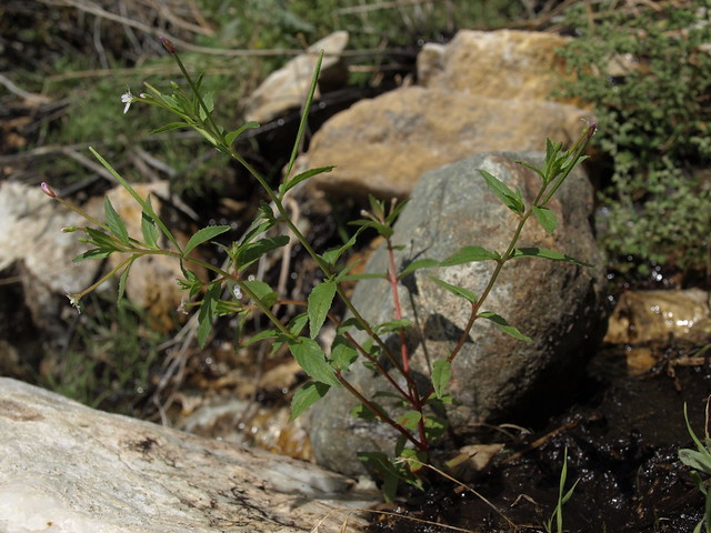 streambank willowherb, Epilobium ciliatum subsp. glandulosum