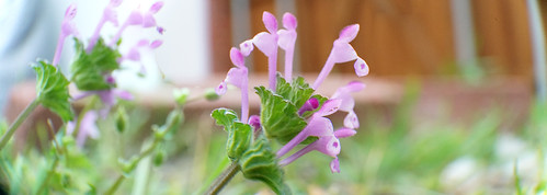 Purple Flower Macro Pano