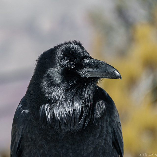Grand Raven portrait #2