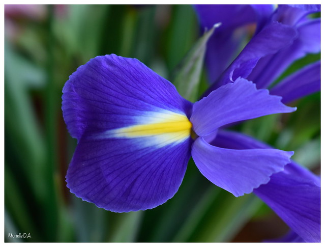 Mystérieuse et magique...la fleur d’Iris.