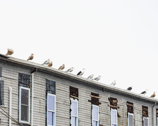 Seagulls in a Line at Custom House Wharf